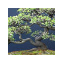 Bonsai HD Wallpapers Nature Theme