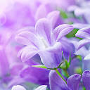 Purple Flower Wallpaper HD Custom New Tab