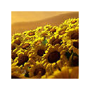 Sunflowers Wallpapers New Tab HD