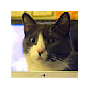 Hangouts Helper
