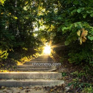 Sunrise on Forest Stairs Sunrise on Forest Stairs