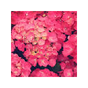 Blooming Life Wallpapers NewTab Theme Blooming Life Wallpapers NewTab Theme