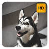 Husky Wallpaper HD New Tab Theme Husky Wallpaper HD New Tab Theme