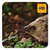 Hedgehog Wallpaper HD New Tab Theme