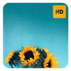 Sunflowers Wallpaper HD New Tab Theme