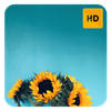 Sunflowers Wallpaper HD New Tab Theme Sunflowers Wallpaper HD New Tab Theme