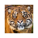 Wild Cats New Tab Wild Cats New Tab