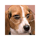 Beagle Wallpapers HD Theme