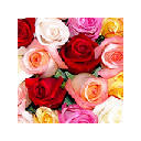 Rose / Roses Wallpapers HD for New Tab Rose / Roses Wallpapers HD for New Tab