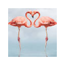 Flamingo New Tab & Wallpapers Collection Flamingo New Tab & Wallpapers Collection