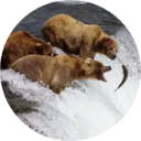 Katmai National Park And Preserve New Tab