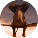 Elephants Animals Wallpapers New Tab