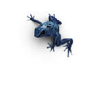 Blue Poison – Dart Frog