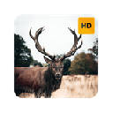 Deer Wallpaper HD New Tab Theme