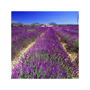 Provence  Themes & New Tab