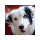 Border Collie Wallpapers HD Backgrounds
