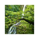 Forest waterfall