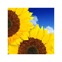 Sunflowers HD Wallpapers NewTab Theme Sunflowers HD Wallpapers NewTab Theme
