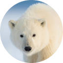 Polar Bear Wallpaper New Tab Polar Bear Wallpaper New Tab