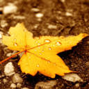 Autumn HD Wallpapers New Tab