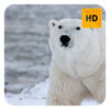 Polar Bears Wallpaper HD New Tab Theme