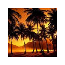 Palmtree New Tab Nature Theme Palmtree New Tab Nature Theme