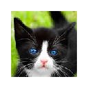 Cute Cats & Kittens New Tab HD Theme