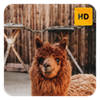 Llama Wallpaper HD New Tab Theme Llama Wallpaper HD New Tab Theme