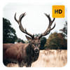 Deer Wallpaper HD New Tab Theme