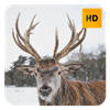 Winter Deer Wallpaper HD New Tab Theme©