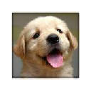 Dogs And Puppies New Tab Page