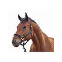HD Wallpapers Horses