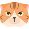 Scottish cats HD Wallpapers – Custom New Tab