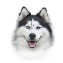 Husky HD Wallpapers Dogs And Puppies Theme