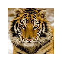 Tiger Wallpapers Tiger New Tab HD Tiger Wallpapers Tiger New Tab HD