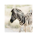 Zebra – New Tab in HD