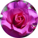 Flower Wallpaper Flower Wallpaper