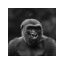 Gorilla New Tab & Wallpapers Collection