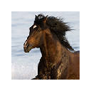 Horses Wallpapers New Tab Horses Wallpapers New Tab