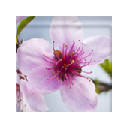 CPDD-Blossom