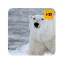 Polar Bears Wallpaper HD New Tab Theme©