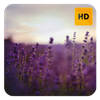 Lavender Flower Wallpaper HD New Tab Theme