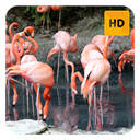 Flamingo Wallpaper HD New Tab Theme©