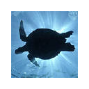 Sea Turtle Wallpapers NewTab Theme