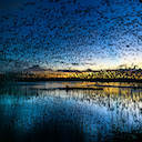 Blue Bird Skies Theme
