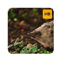 Hedgehog Wallpaper HD New Tab Theme©