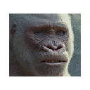 Rampage Wallpapers Theme New Tab Rampage Wallpapers Theme New Tab