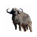 Themes Buffaloes