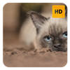 Siamese Cats Wallpaper HD New Tab Theme