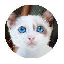 猫咪 流行可爱 高清壁纸 新标签页 主题 猫咪 流行可爱 高清壁纸 新标签页 主题